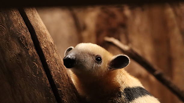 istock Southern tamandua in a zoo 2218110847