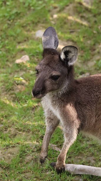 istock Australian kangaroo in a zoo 2218111068