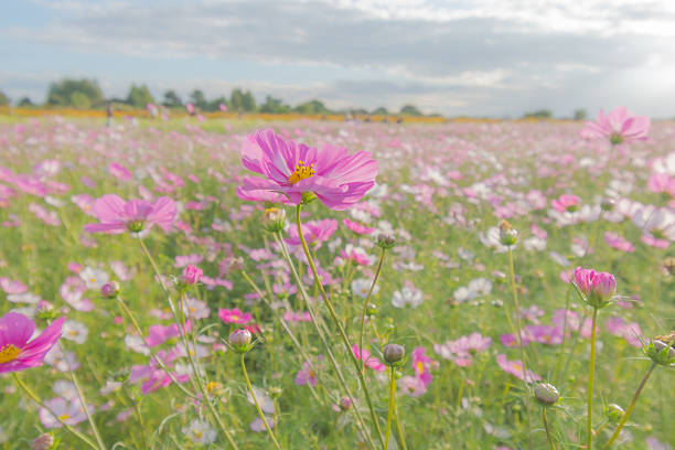 A single pink cosmos flower blooming in a cosmos field
