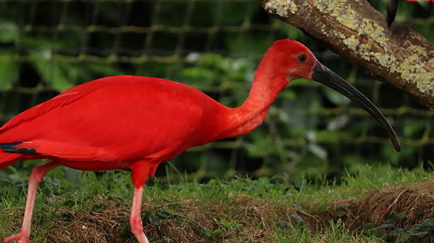 istock Scarlet Ibis in a zoo 2218111164