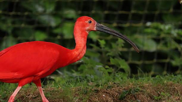 istock Scarlet Ibis in a zoo 2218111169