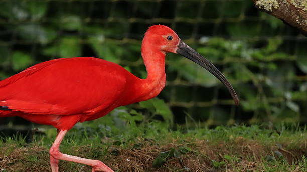 istock Scarlet Ibis in a zoo 2218111174