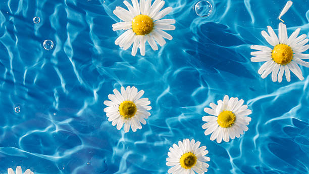 istock Chamomile flowers floating on blue background, drop stains on water. Copy space. Background 2218112443