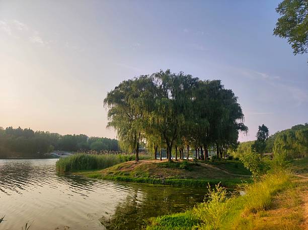 Trees aside lake with reflection and blue sky. Nature background with copy space