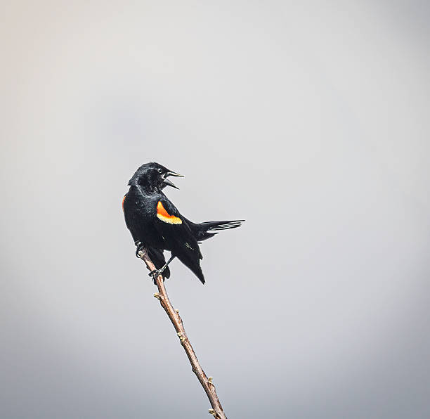 istock A Red-winged blackbird (Agelaius phoeniceus) singing, perched on a small branch 2218113549