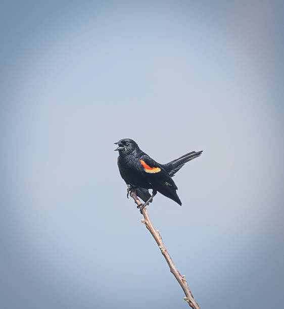 istock A Red-winged blackbird (Agelaius phoeniceus) singing, perched on a small branch 2218113550