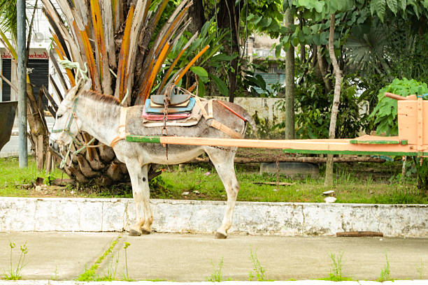 A donkey hitched to a rustic cart, in the city of São Luís, Maranhão, northeastern Brazil
