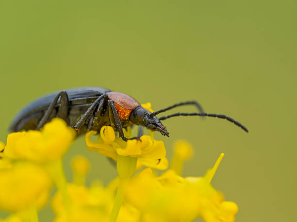 istock Small beetle on the head of a wildflower, Acmaeops 2218114793