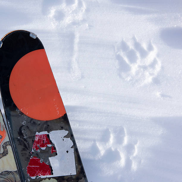 Backcountry splitboarder skis and wolverine prints in snow, Whistler, British Columbia