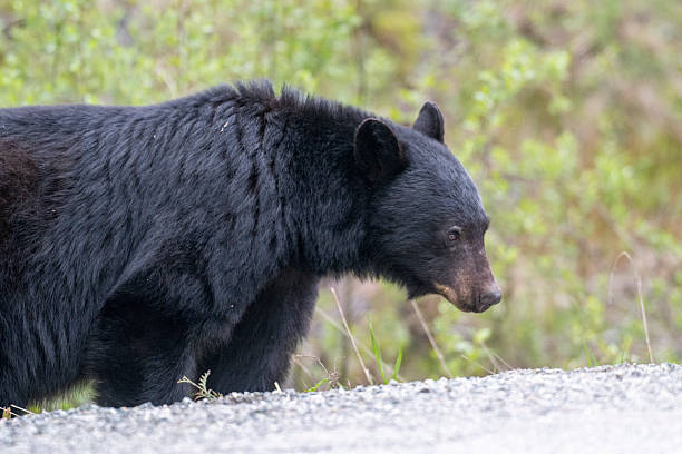 istock Black bear on the edge of road 2218116518