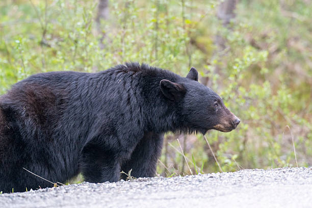 istock Black bear on the edge of road 2218116520