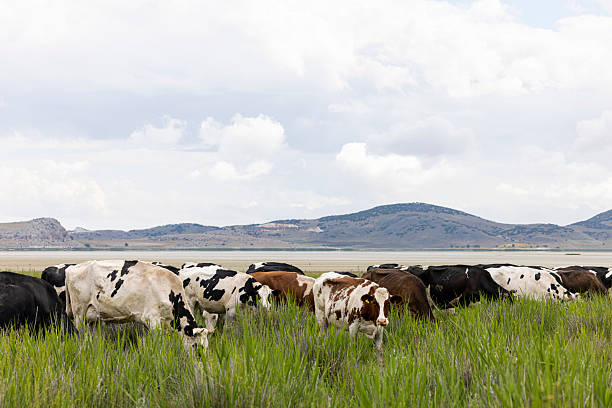 cows grazing peacefully on a lush green pasture