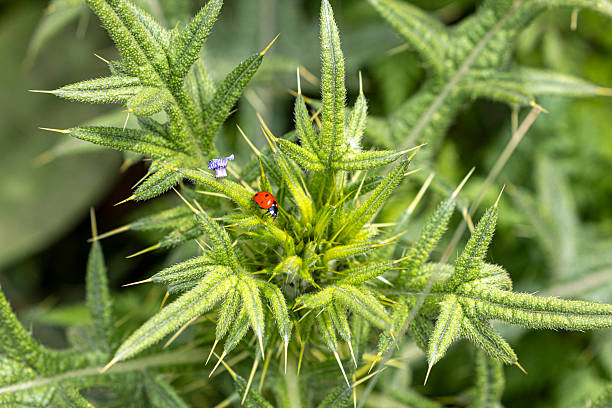 Close-up of ladybug on green leaf