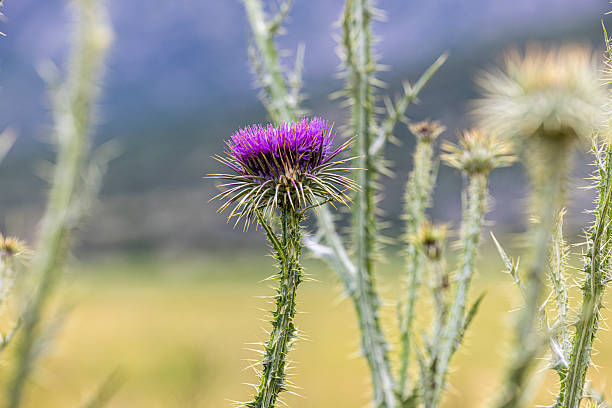 Burdock, Plant, Alternative Medicine, Chinese Herbal Medicine, Flower