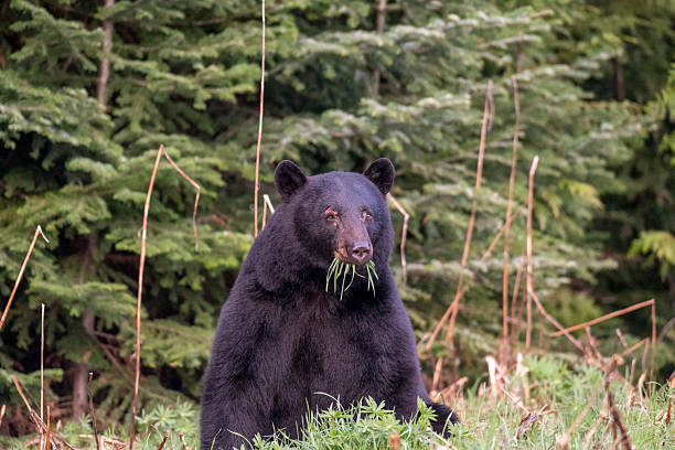 istock Black bear forages in meadow 2218116664