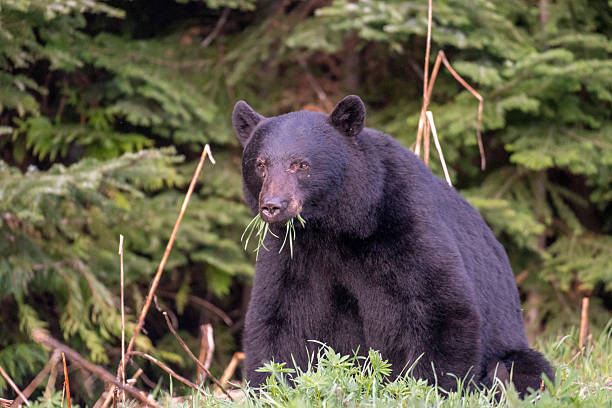 istock Black bear forages in meadow 2218116773