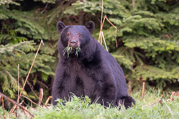 istock Black bear forages in meadow 2218116803