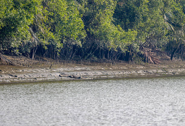 istock landscape of sundarbans. 2218116990