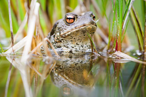 istock Common toad Bufo bufo on the surface of the pond. 2218119930