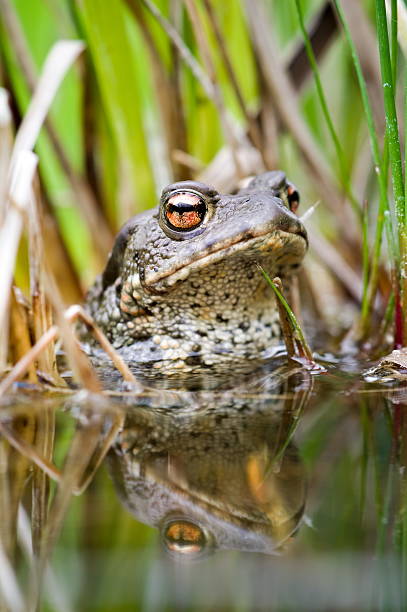 istock Common toad Bufo bufo on the surface of the pond. 2218119932