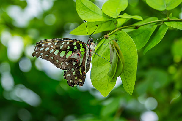istock Photo of butterfly with green pattern 2218123161