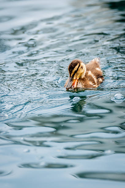 One Mallard Duckling Eating While Swimming in water in Switzerland.