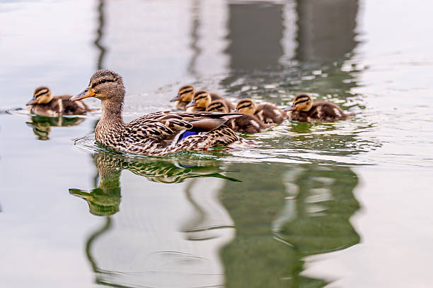 istock Mallard Duckling Drinking Water in Switzerland. 2218123895