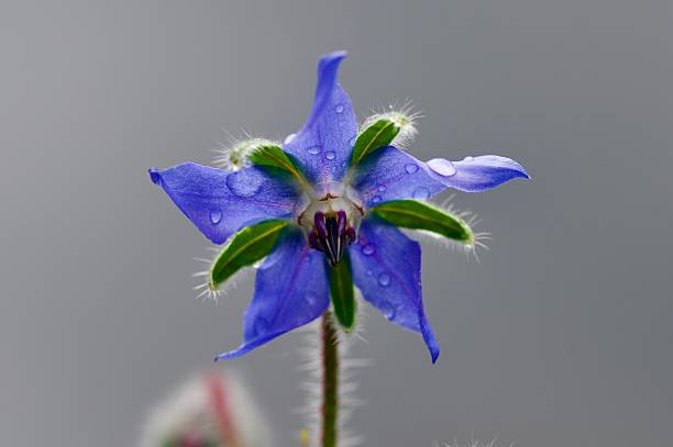 istock purple wild flower borage flower head 2218123930