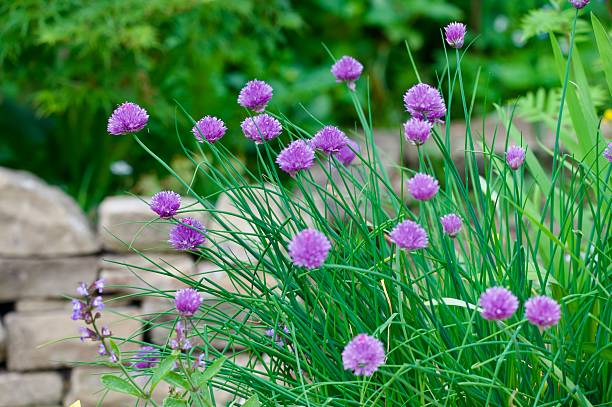 istock purple chive herb flowers growing 2218123942