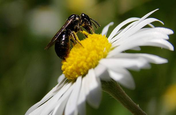 istock a small beetle on a white flower 2218125483