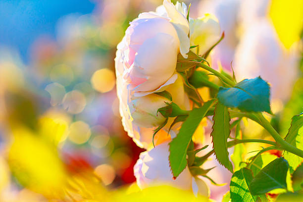 Pale pink roses in bloom, surrounded by green leaves, with soft sunlight creating a warm, bokeh effect in background. Delicate petals and foliage are highlighted, giving image serene and natural feel