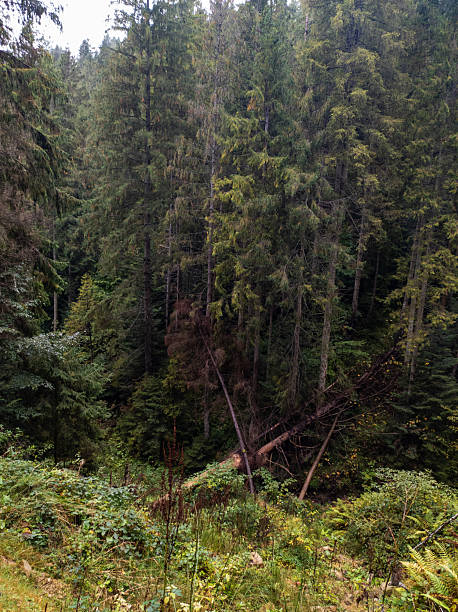 istock A fallen tree in the middle of a forest 2218126681