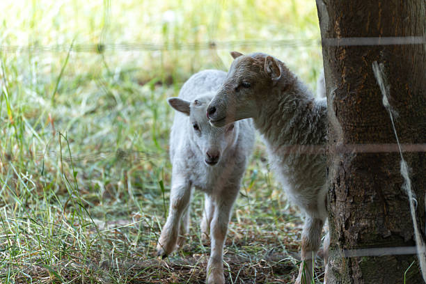 The two lambs stand close together and look like siblings. A gentle scene of rural idyll with young life at its center.