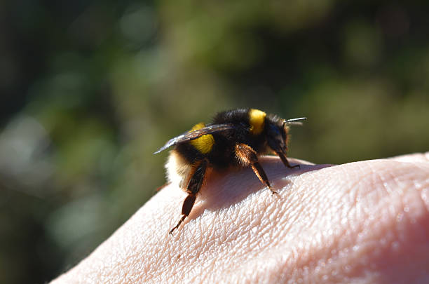 istock Pollinating Bee Landing on a Human Hand 2218127139