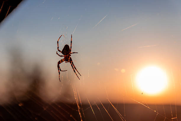 An intricate spider web with a visible spider in the foreground against a serene sunset, casting soft hues of orange and blue.