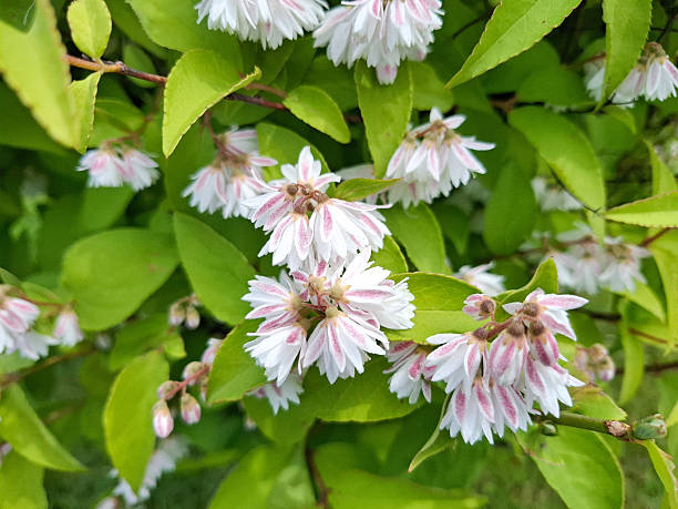 istock Deutzia blooming in Romania 2218129103