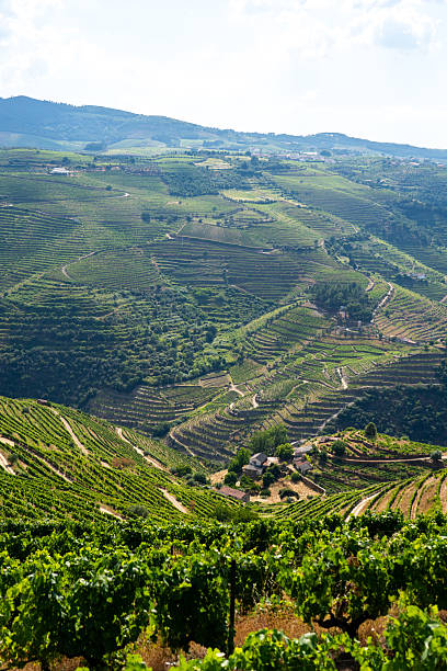 istock Lush terraced vineyards covering hills in Douro Valley 2218129324
