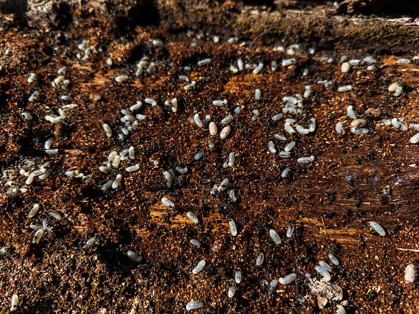 istock A group of white bugs crawling on a piece of wood 2218130678