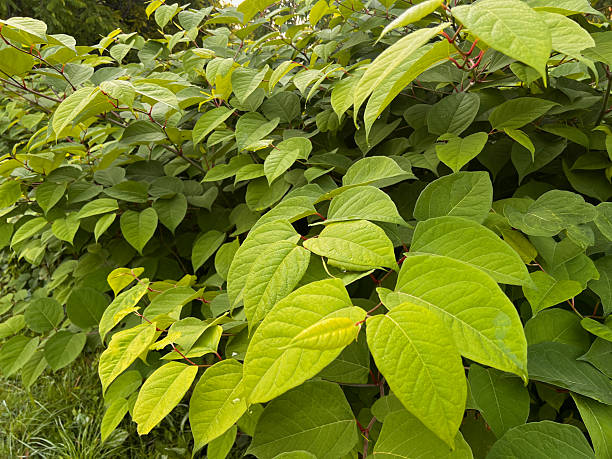istock Japanese Knotweed Plant 2218132787