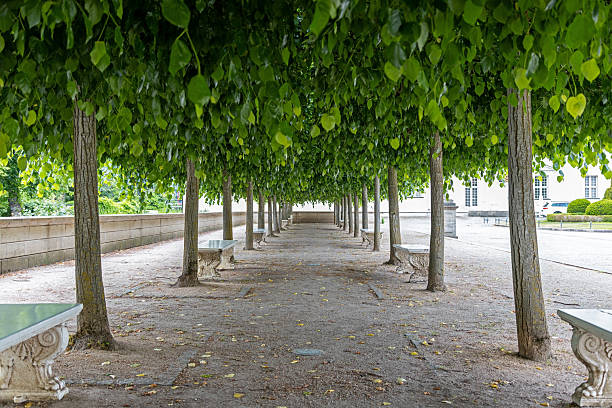 istock Shaded Garden Walkway with Stone Benches. Symmetrical tree-lined path in a formal garden with stone benches under lush green foliage, offering peaceful shaded seating. 2218133323