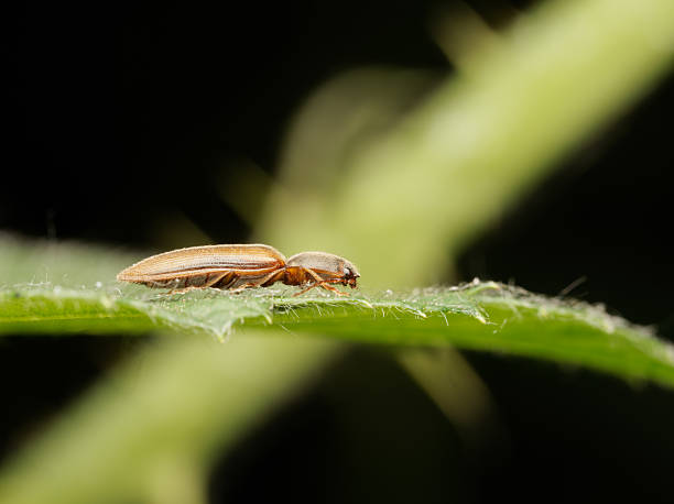 istock Agriotes lineatus striped click beetle on leaf at Etang de Meudon 2218135542
