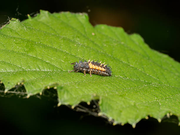 istock Asian lady beetle larva (Harmonia axyridis) on plant 2218135577