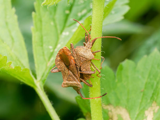 istock Coreus marginatus mating on nettle leaf at Etang de Meudon, two males and one female 2218135615
