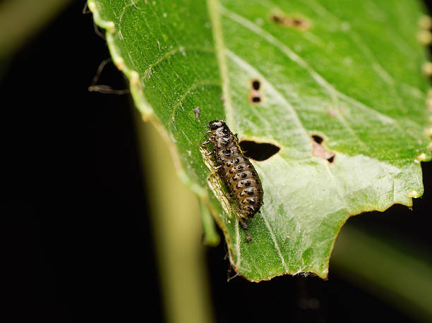 Gastrophysa viridula beetle feeding on holey leaf at Etang de Meudon