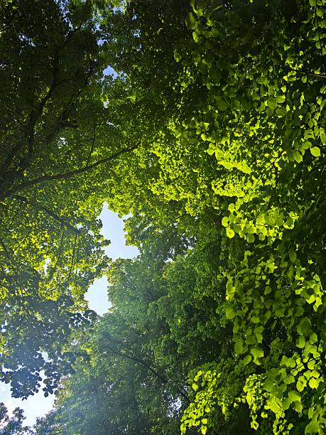 Sky, clouds, nature, trees, water, leaves, branches, landscape, after rain, atmospheric, clear day, cloudy, nature, for website, for blog, for video, for visual, beautiful, aesthetics, play of light
