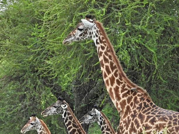 A serene portrait of a small herd of giraffes, known collectively as a “tower,” standing gracefully beneath the lush canopy of acacia trees. The lead giraffe, towering above the others, appears watchful and composed, while oxpeckers perch along its neck—mutually benefiting by feeding on ticks and parasites. Their patterned coats contrast beautifully against the vibrant green foliage, a testament to the harmony between wildlife and their natural habitat in the African savannah. This image captures not only the majesty of these gentle giants but also the quiet rhythm of life in the wild.