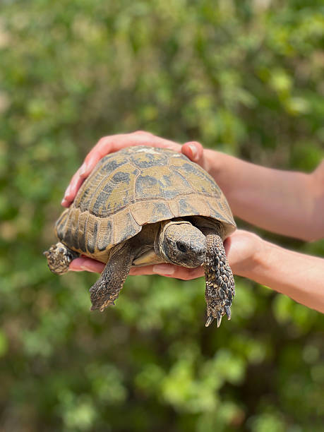 istock Tortoise in human hands close up 2218137723