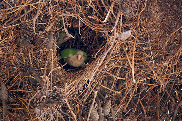 caturrita, small parakeet building its nest high up in large trees in a public square in the city of Guaíba, in Rio Grande do Sul, Brazil