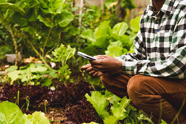 istock Young Black Entrepreneur in the Agronomy Sector 2218138497