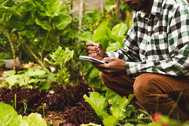 istock Young Black Entrepreneur in the Agronomy Sector 2218138566